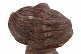 Enrolled Red Morocops Trilobite - Hmar Laghdad, Morocco #328627-2